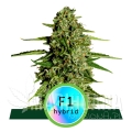 Hybrids_ProductPage_MedusaF1.jpg