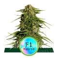 Hybrids_ProductPage_EpsilonF1.jpg