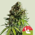 nyc-sour-d-automatic.jpg