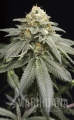 hs0209-purple-matcha.jpg