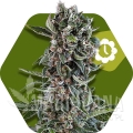 blueberry-cheese-autoflowering.jpg