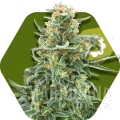 little-dwarf-autoflowering.jpg