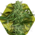 white-widow-haze.jpg