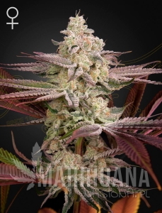 Chemical Bride - GREEN HOUSE SEEDS