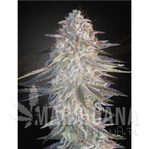 Super Lemon Haze x Pink Candy - GREEN HOUSE SEEDS