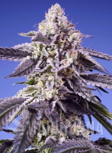 Permanent Jealousy XL Auto - SWEET SEEDS