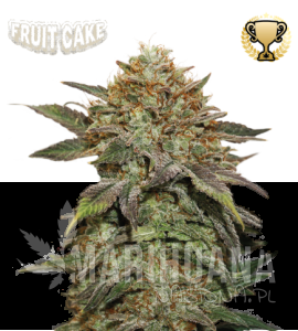 Fruit Cake - SEED STOCKERS