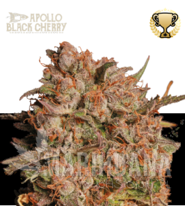 Apollo Black Cherry Auto - SEED STOCKERS