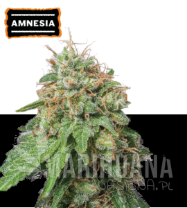 Amnesia Auto - SEED STOCKERS