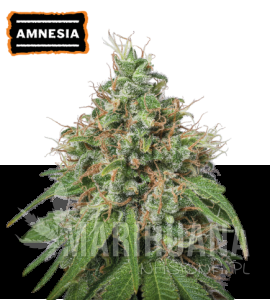 Amnesia - SEED STOCKERS