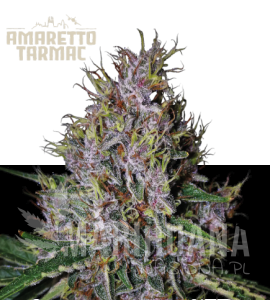 Amaretto Tarmac Auto - SEED STOCKERS