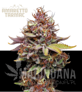 Amaretto Tarmac - SEED STOCKERS