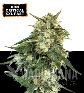 BCN Critical XXL FAST - SEED STOCKERS