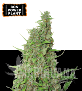 BCN Power Plant - SEED STOCKERS