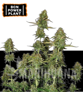 BCN Power Plant Auto - SEED STOCKERS