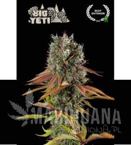 Big Yeti - SEED STOCKERS