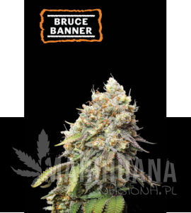 Bruce Banner - SEED STOCKERS