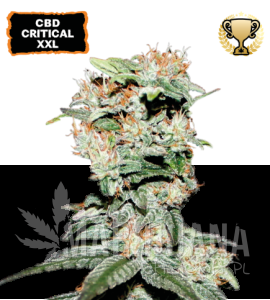 CBD Critical XXL - SEED STOCKERS