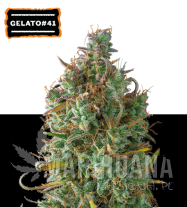 Gelato 41 Auto - SEED STOCKERS