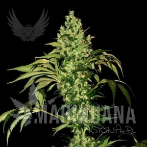 BigMazar Auto - SENSI GENETICS