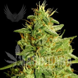 Critical Plant Auto - SENSI GENETICS