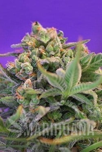 Sweet Cheese - SWEET SEEDS