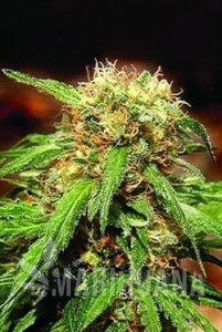 Sweet Tai - SWEET SEEDS