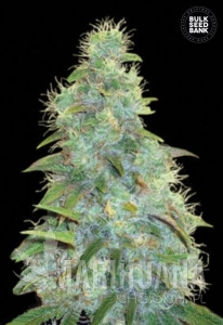 Auto Sweet Tooth - BULK SEED BANK