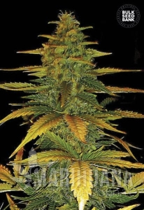 Auto Wild Dwarf - BULK SEED BANK