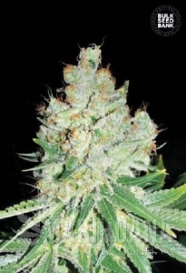 Cheese - BULK SEED BANK