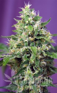 Sweet Amnesia Haze XL Auto - SWEET SEEDS