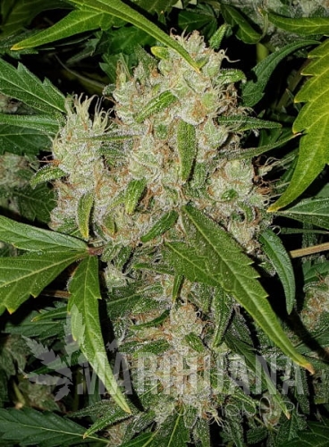 Pineapple-Express.jpg