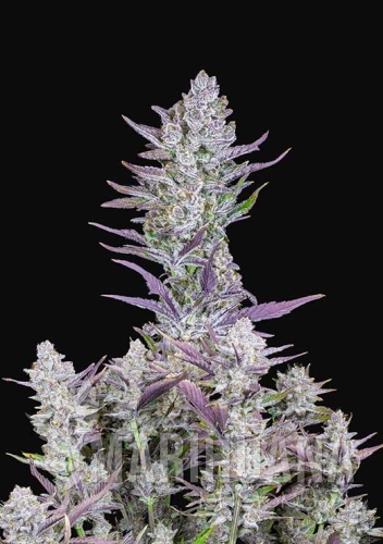 wedding_glue_1 (1).jpg