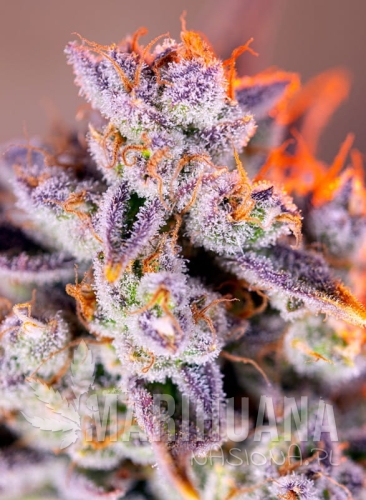 tropicanna-poison-xl-auto.jpg