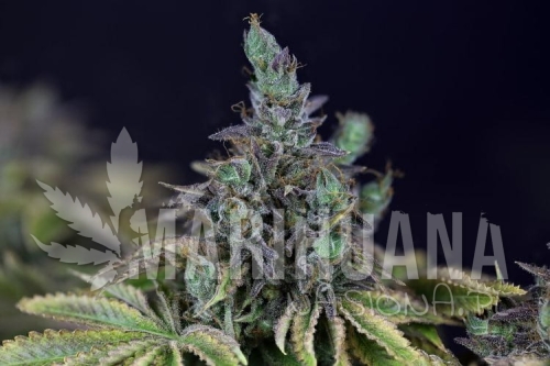 gelat-og-seedsman-1.jpg