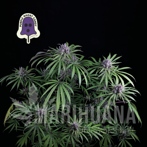 seedsman-purple-ghost-candy-1.jpg