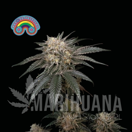 peyote-zkittlez-seedsman-1.jpg