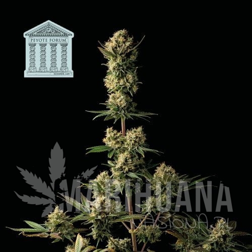 peyote-forum-seedsman-1.jpg