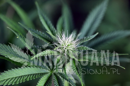 peyote-wi-fi-cbd-2-1-seedsman-1.jpg