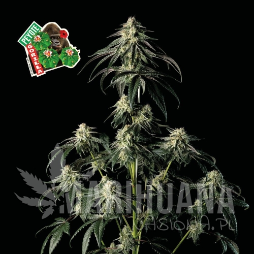 peyote-gorilla-seedsman-1.jpg