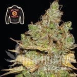 badazz-cookies-og-seedsman-1.jpg