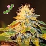 bubba-kush-seedsman-1.jpg