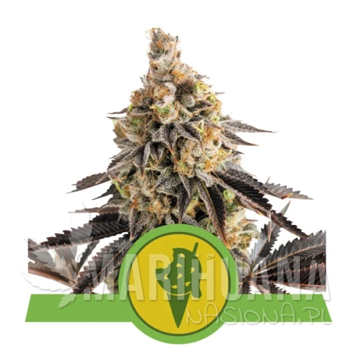 cookies-gelato-automatic.webp