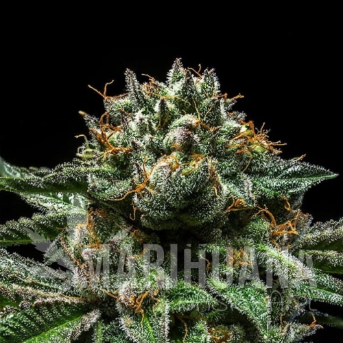 chempie-feminized-cannabis-seeds.jpg