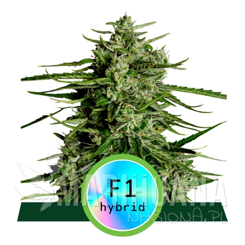 Hybrids_ProductPage_TitanF1.jpg