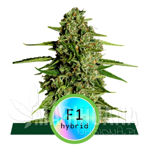 Hybrids_ProductPage_MedusaF1.jpg