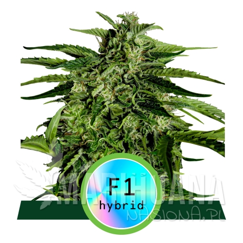 Hybrids_ProductPage_ApolloF1.jpg