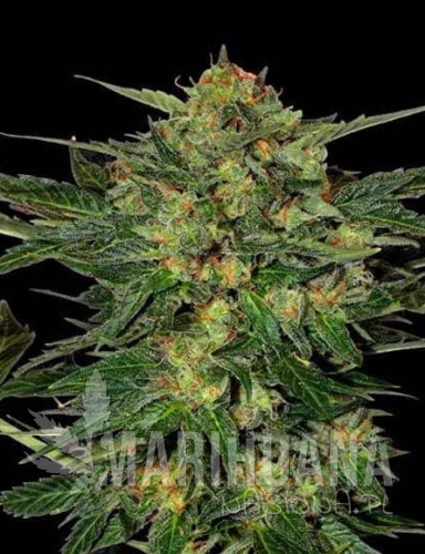 lsd-auto-marihuana-nasiona.jpg
