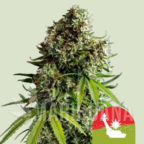 nyc-sour-d-automatic.jpg