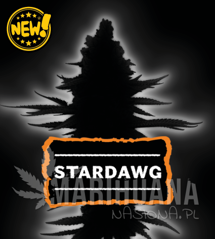stardawg-nasiona-konopi-automatyczne.jpg